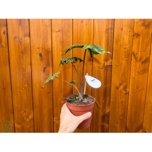 Alokázia (Alocasia tandurusa) ´JACKLYN´ - výška 20-25 cm, kont. C1,5L